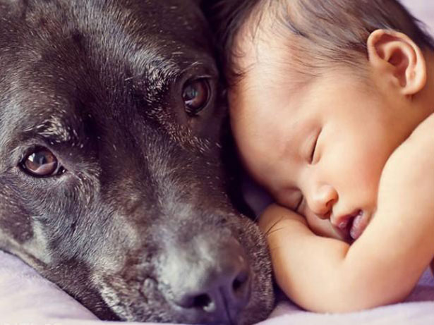 Bebês com cachorros