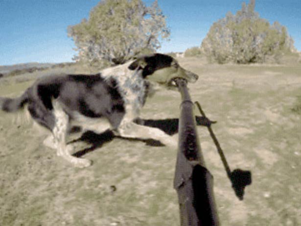 Cão com um pau de selfie