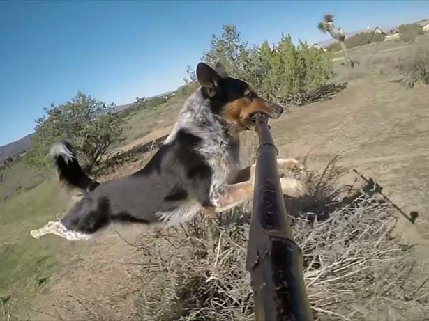 Cão com um pau de selfie