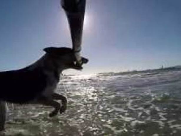 Cão com um pau de selfie