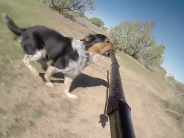 Cão com um pau de selfie