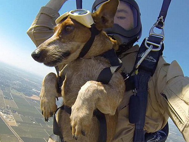 Cão de asa delta