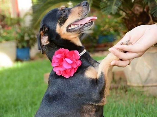 Cão em uma sessão de fotos