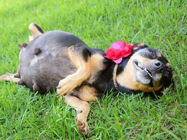 Cão em uma sessão de fotos