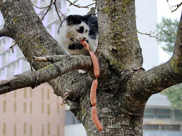 Gatos ladrões