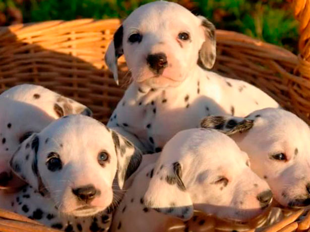 Os cachorrinhos lindos