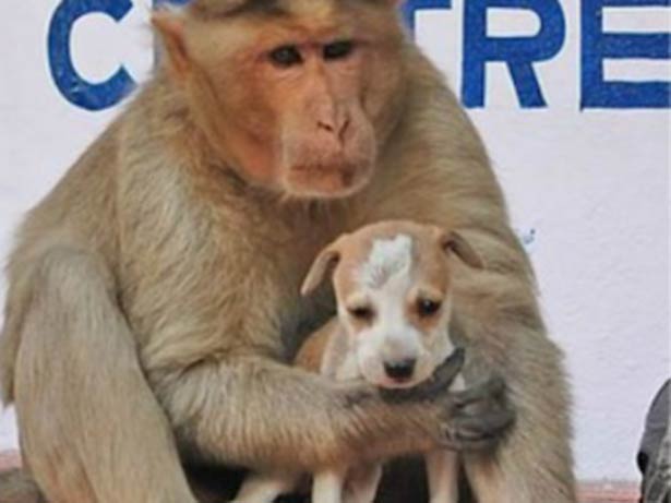 Um macaco e um cachorro