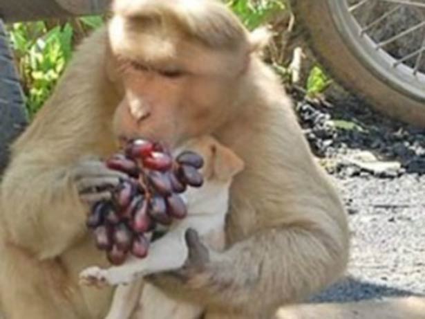 Um macaco e um cachorro