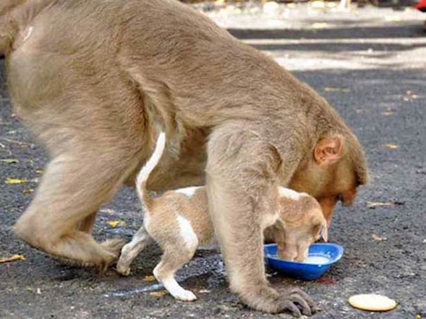 Um macaco e um cachorro