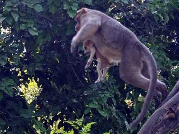 Um macaco e um cachorro